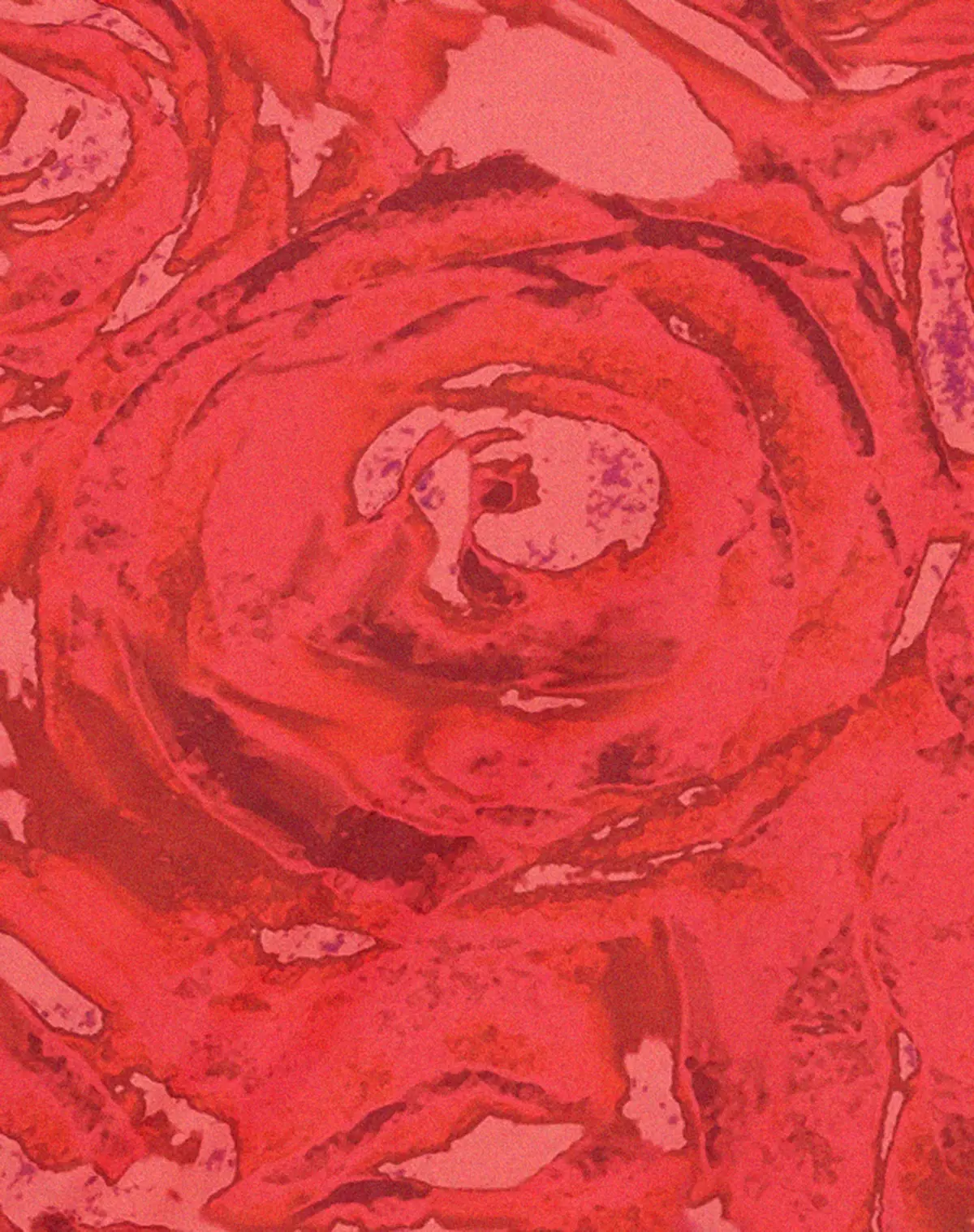 Coya Midi Dress In Rose Petal Red 5